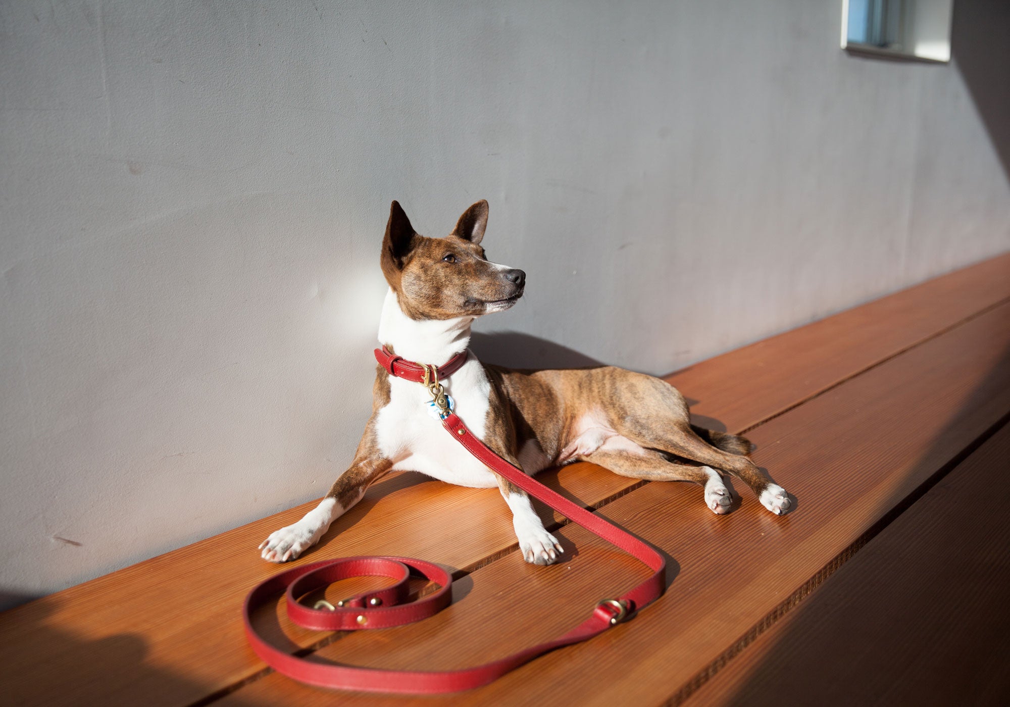 Leather Dog Leash Lifestyle
